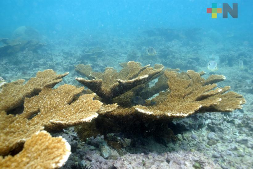 Contaminación plástica llega a Áreas Naturales Protegidas mexicanas