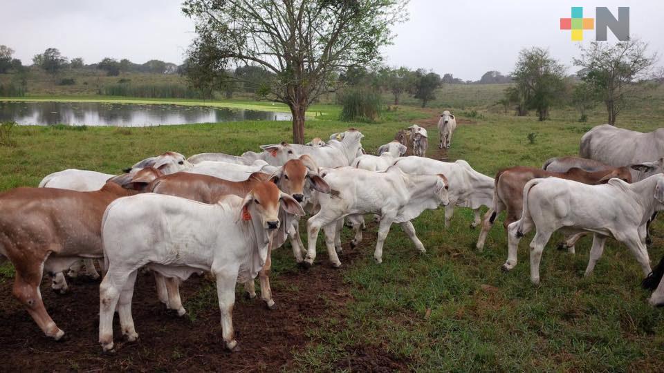 Productores tuxpeños piden apoyo para el desazolve de presas