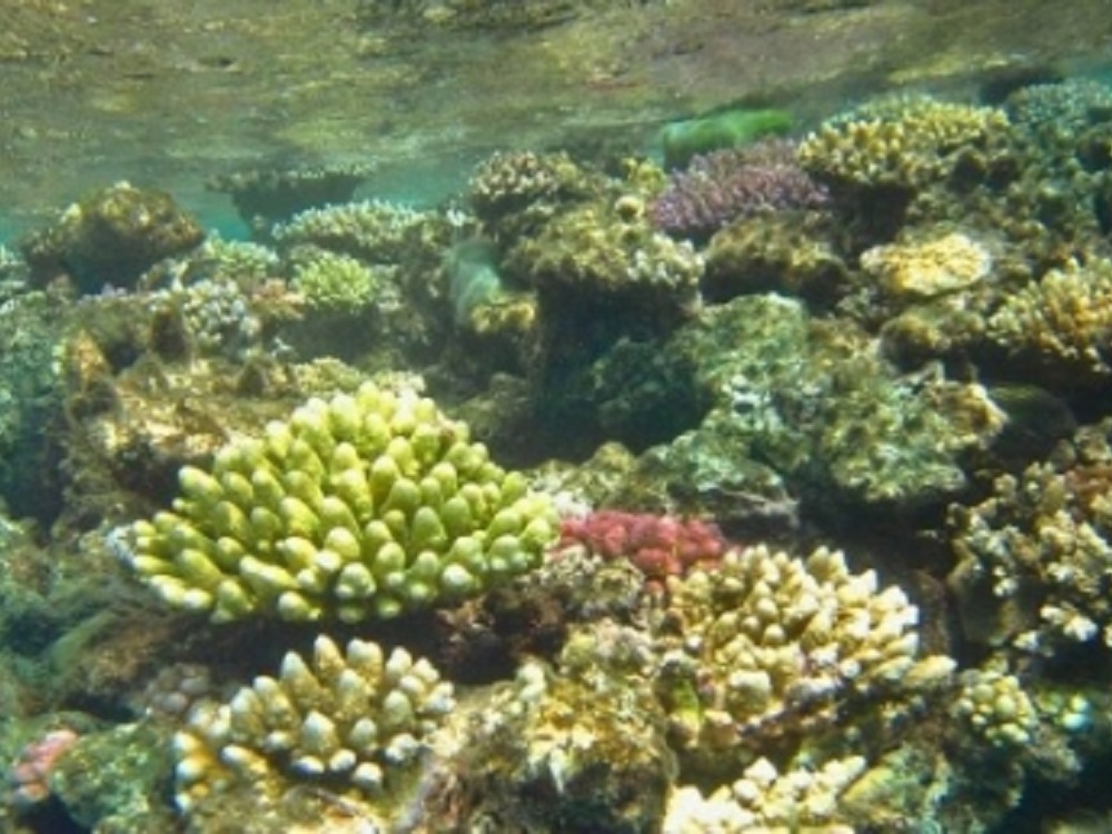 Proyecto europeo diseña 36 arrecifes artificiales; han sumergido nueve