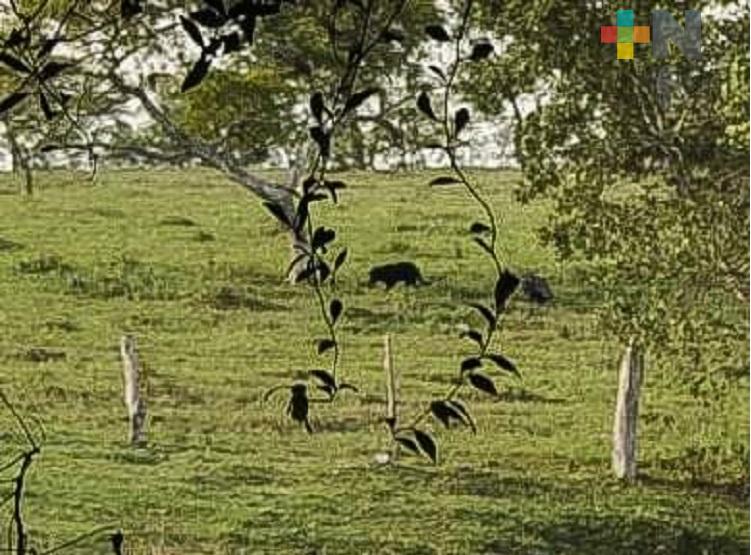 Reportan presencia de jaguares negros en municipio de Oteapan