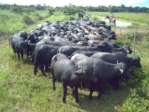 Comercio de carne de búfalo se ha visto afectado por la pandemia