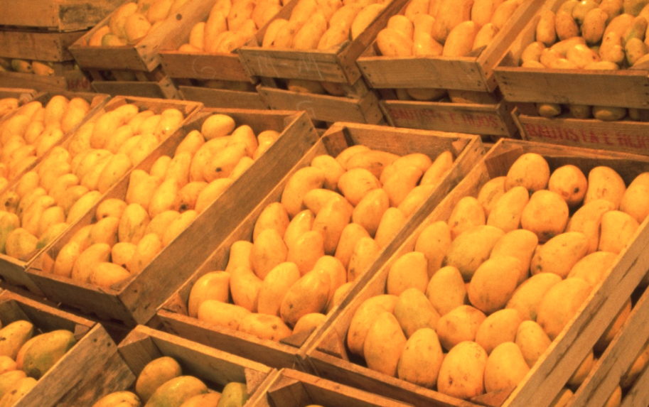 Sedarpa respalda y promueve comercialización del mango más sabroso del mundo
