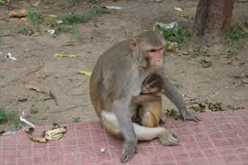 Captan a simios en India robando pruebas de COVID-19