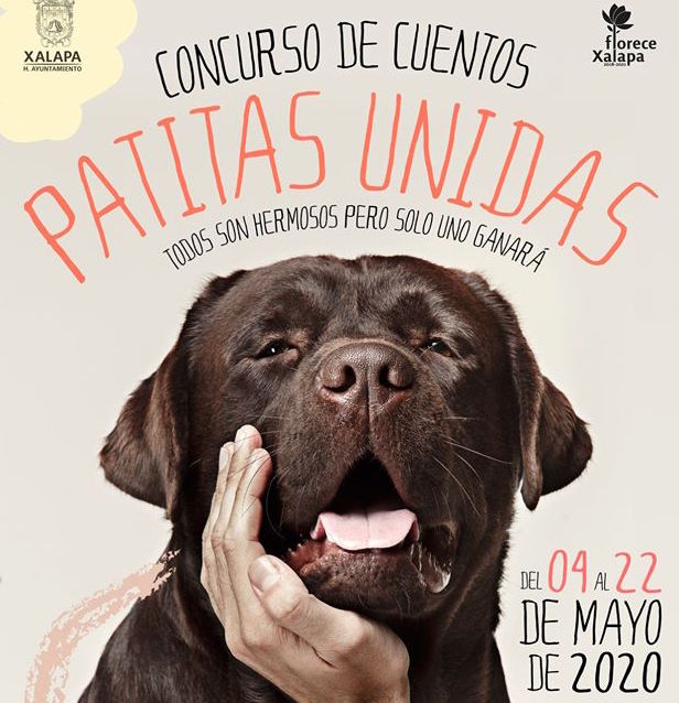 Dan a conocer a los ganadores del concurso de cuento “Patitas Unidas”