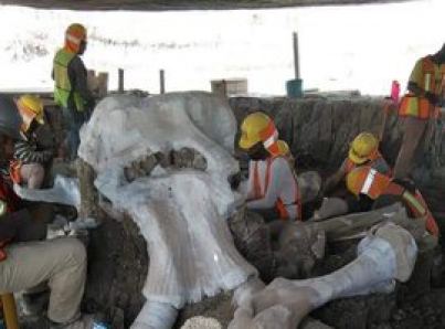 Encuentran restos de 60 mamuts en nuevo Aeropuerto de Santa Lucía