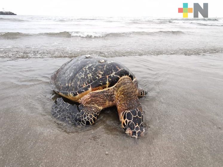 Hallan tortuga muerta en playa Villa del Mar, en Veracruz