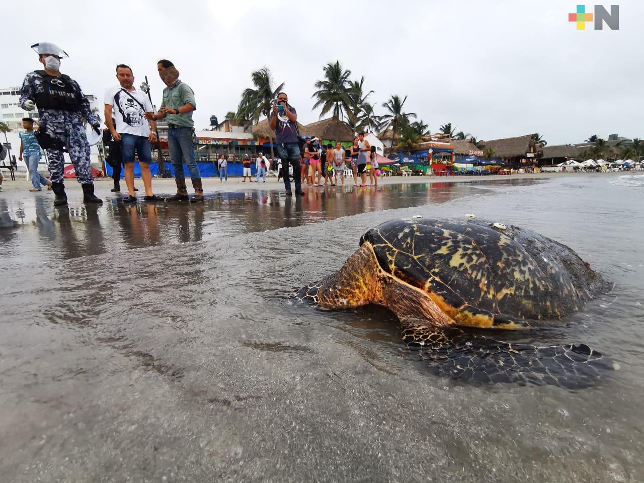 Este año han hallado 42 tortugas marinas muertas  en playas de Veracruz, Boca del Río y Antón Lizardo