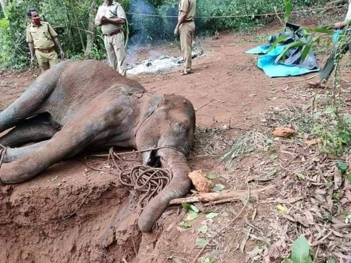 Causa indignación muerte de elefanta preñada en India
