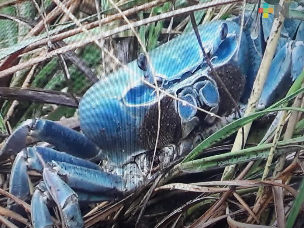 Amenazada la existencia del cangrejo azul, captura furtiva se ha disparado