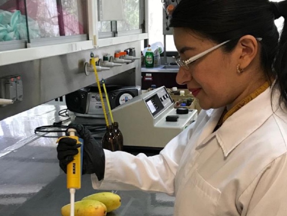 Comprueba IPN propiedades cicatrizantes de la cáscara de mango