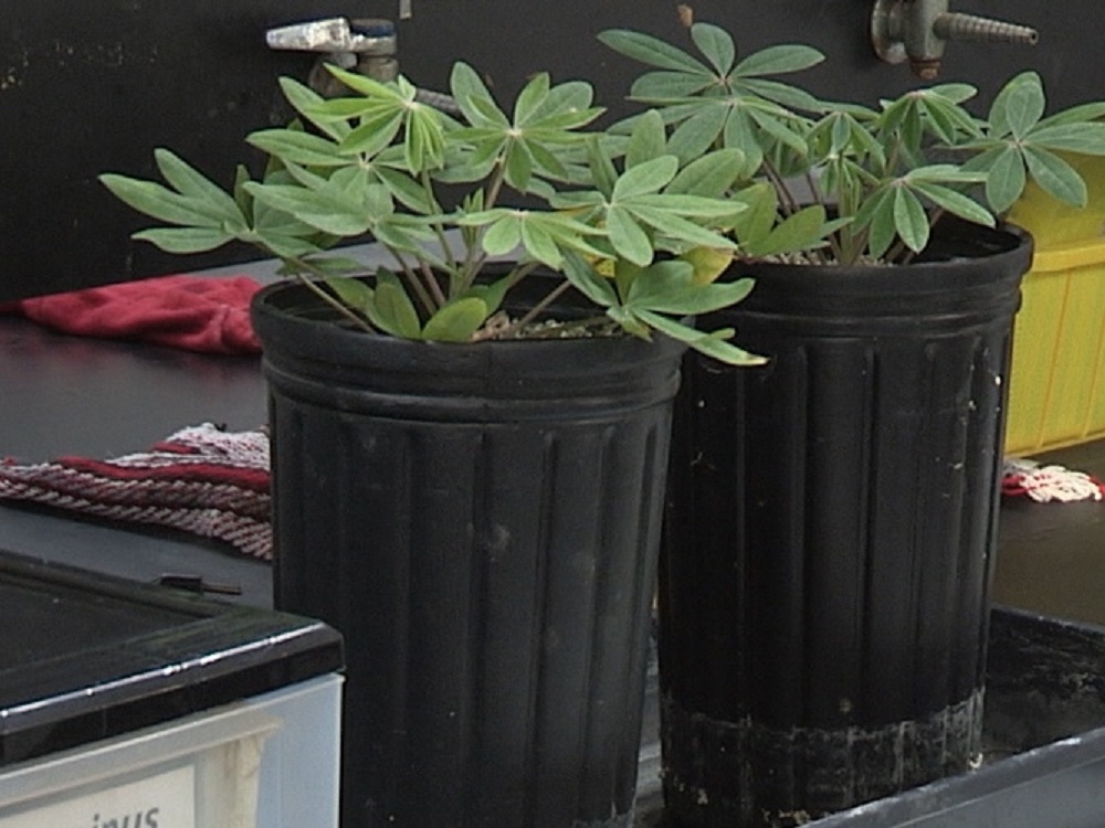 Con planta mexicana desarrolla IPN insecticida contra mosquito transmisor del dengue