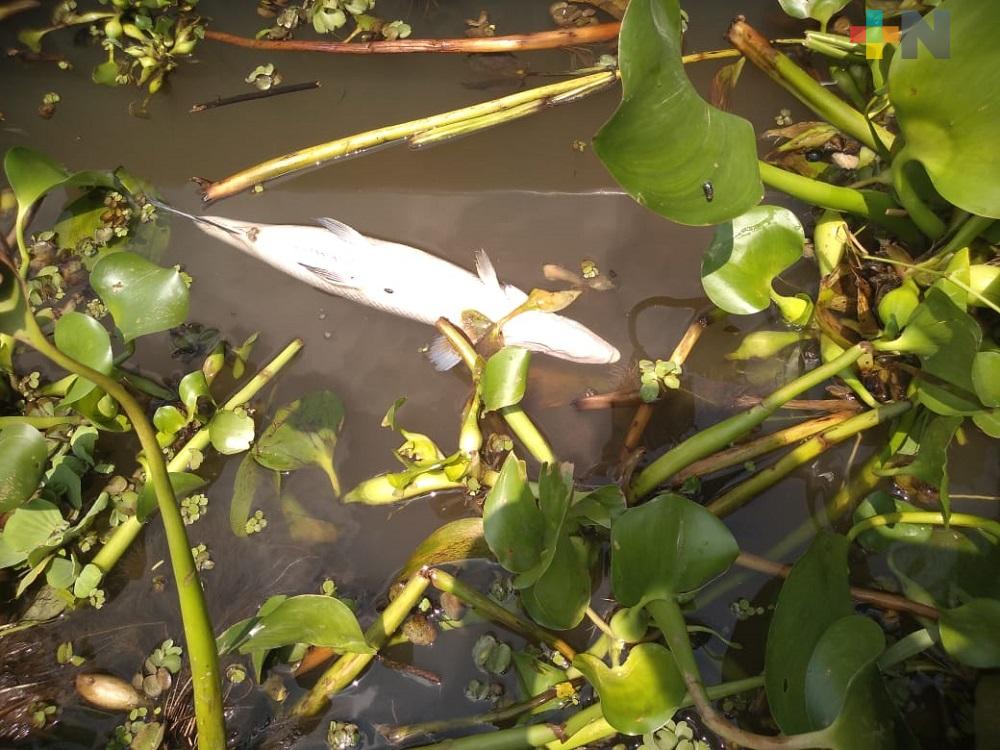 Continúan apareciendo peces muertos en el río Coatzacoalcos, a causa de derrame de hidrocarburo