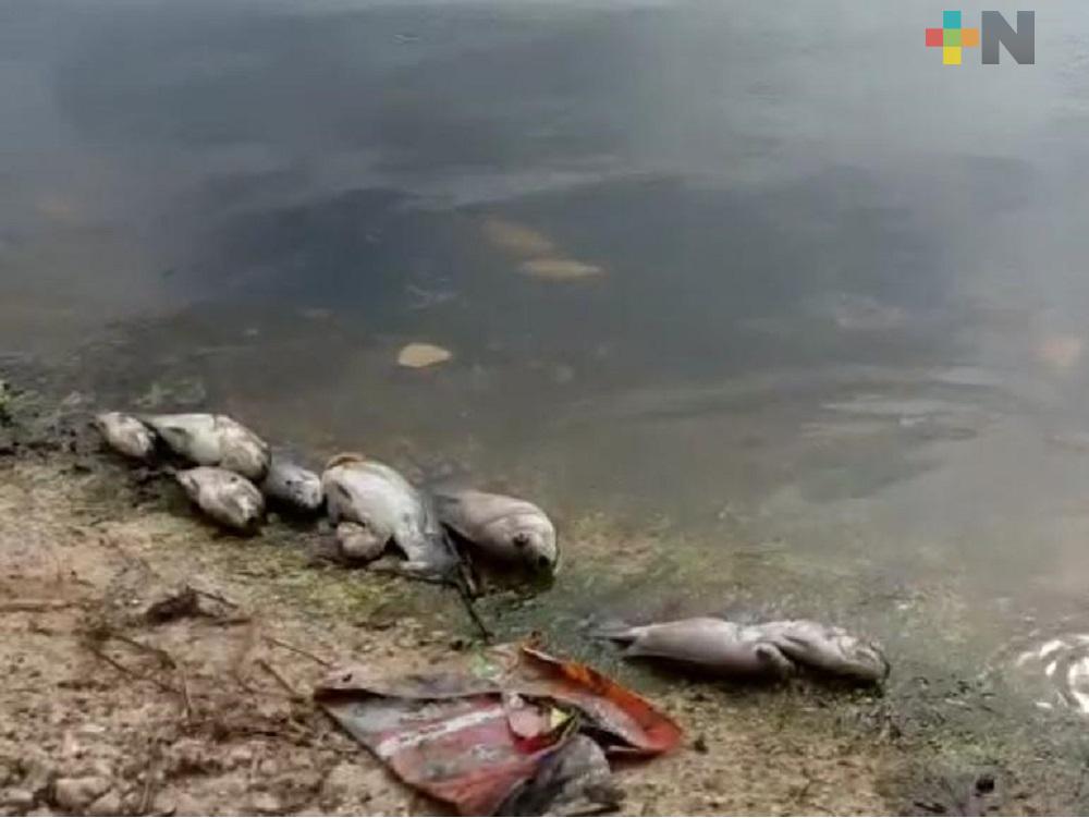 Decenas de peces fueron hallados muertos en laguna de Coatzacoalcos
