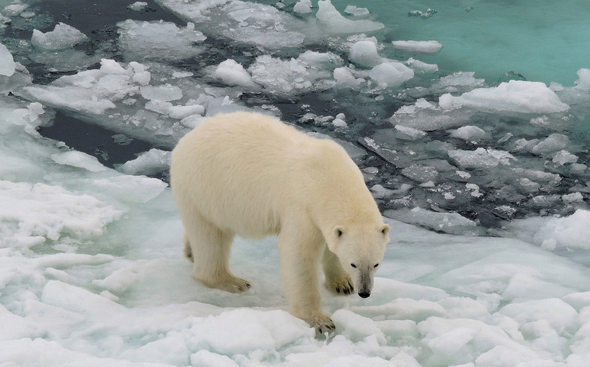 Una ola de calor extremo afecta el Ártico con una posible temperatura récord de hasta 38°C y voraces incendios