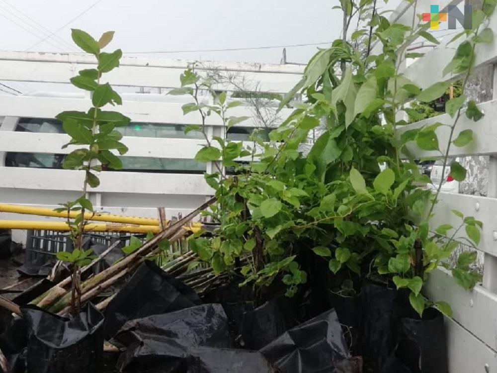 En Coatzacoalcos, invitan a ciudadanía acudir a viveros en busca de plantas para sembrar en sus casas
