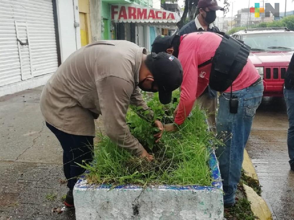 Viveros de Coatzacoalcos producen 100 mil plantas anualmente