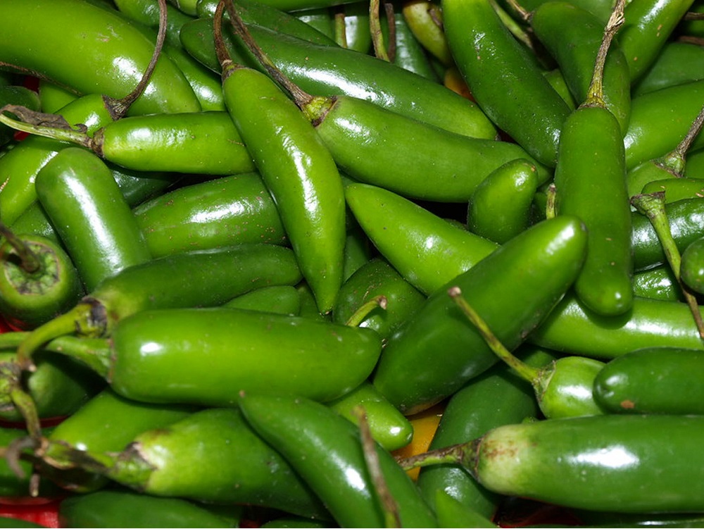 Estudian en la UNAM metabolismo del chile para aprovechar su potencial farmacológico