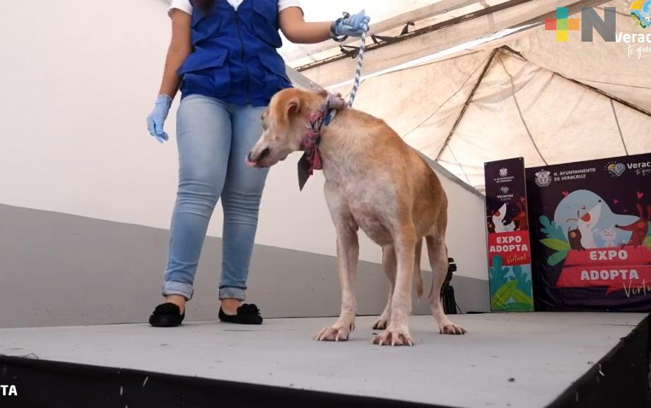 Llevan a cabo la Expo Adopta Virtual en ciudad de Veracruz