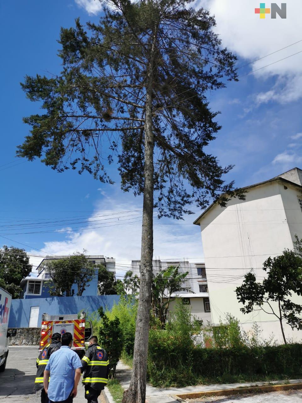 Árboles caídos y cables dañados por viento en Xalapa