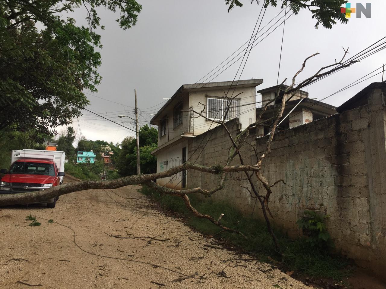 Caída de árboles principalmente, provocaron la lluvia y vientos en algunos municipios de Veracruz