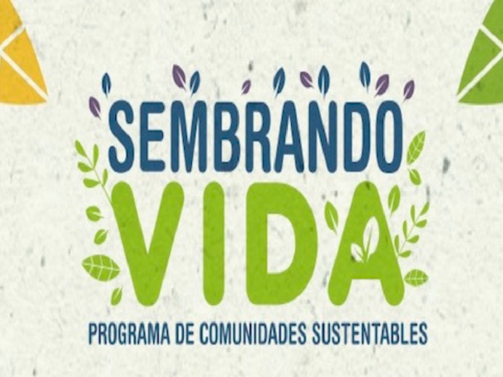 Programas Sembrando Vida han dado resultados en Veracruz