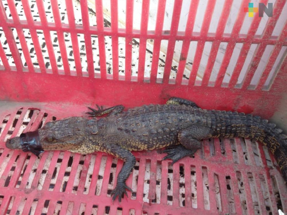 Presencia de cocodrilos en estero de San Rafael, representa un grave problema
