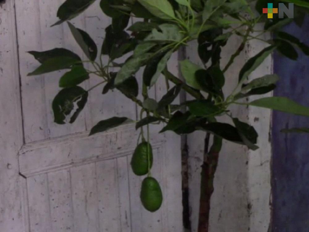 Productores de la sierra de Huayacocotla, emprenden cultivos de alto rendimiento