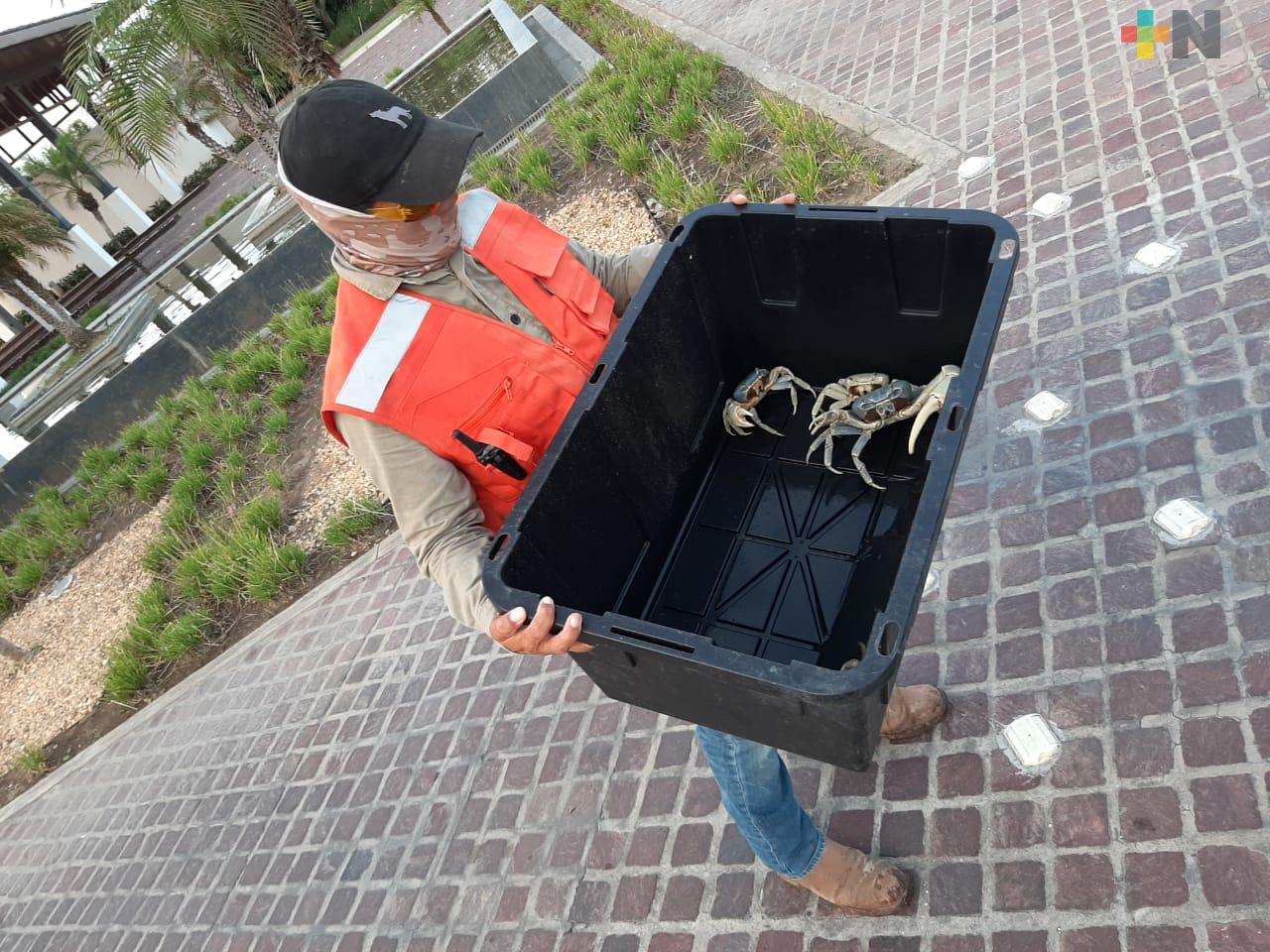 Continúa rescate de cangrejos azules en Riviera Veracruzana