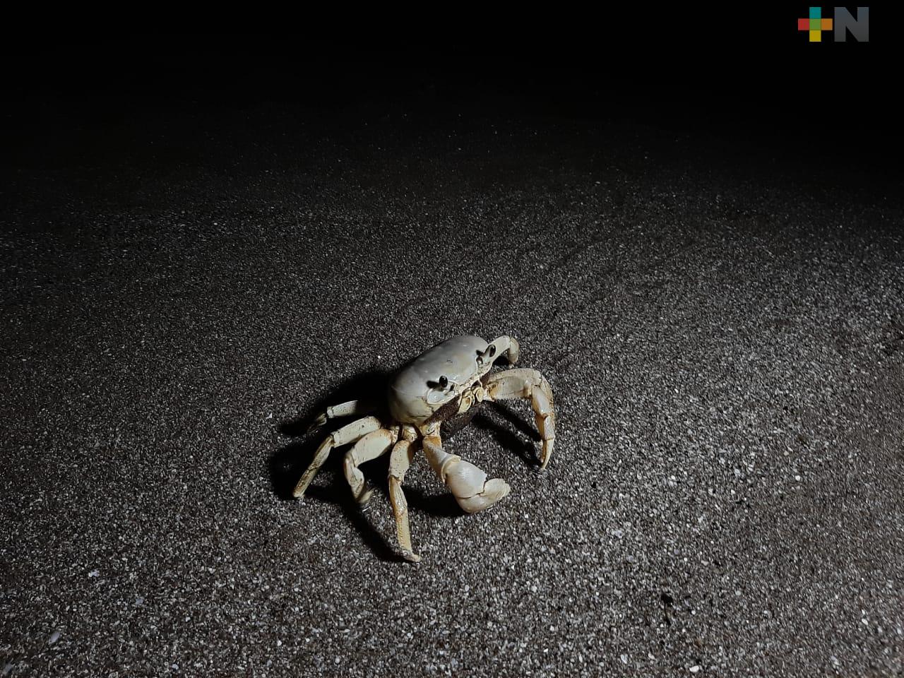 Cangrejo azul, especie en peligro de extinción