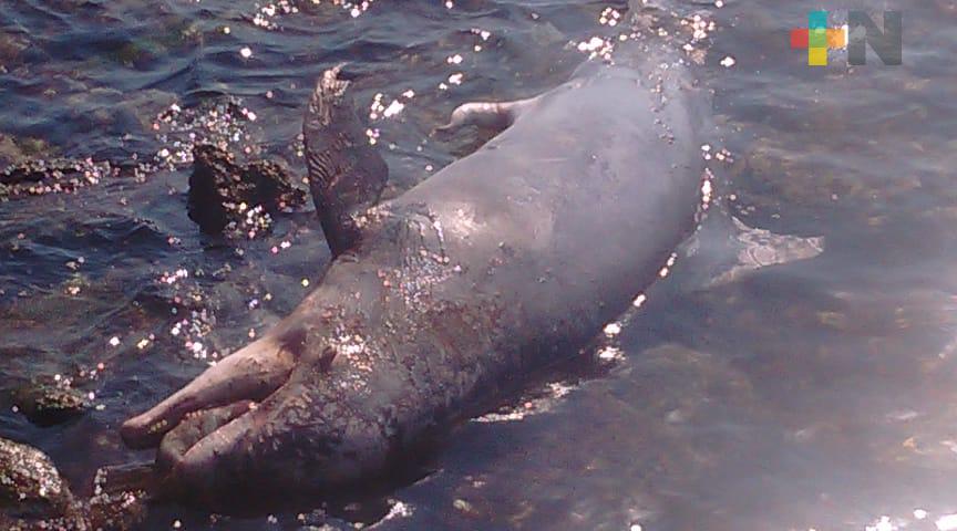 Encuentran delfín muerto en playas de Veracruz