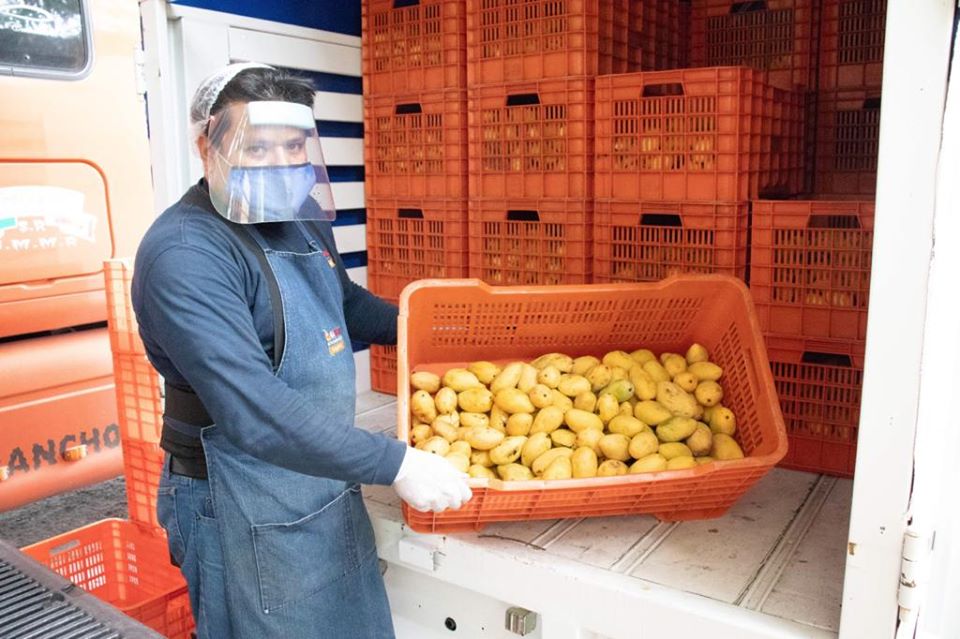 Productores de la zona de Actopan donan mango manila al Banco de Alimentos de Xalapa