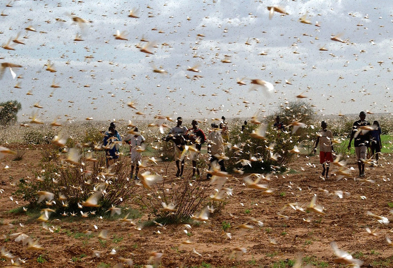 Una plaga de langostas atraviesa el norte de Argentina y amenaza con llegar a Brasil