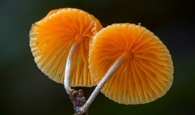 Cómo los hongos hicieron nuestro mundo