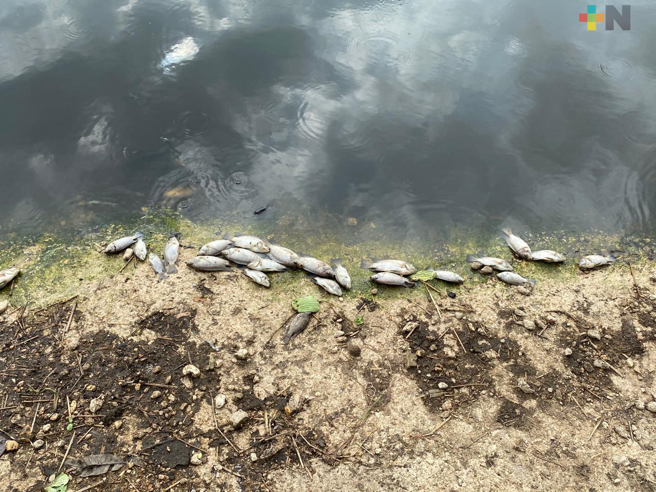 Investigarán muerte de peces en laguna de Villa Allende