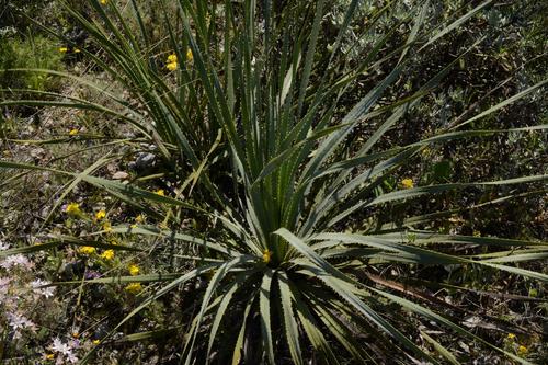 El sotol y la pata de elefante, especies protegidas por la ley