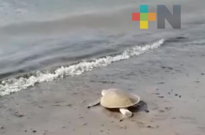 Se han registrado 40 nidos de tortugas en el Sistema Arrecifal Veracruzano