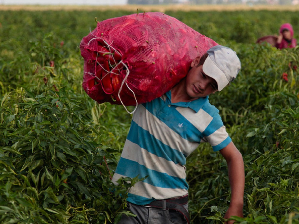 Se deben fortalecer leyes, para erradicar trabajo infantil: Guillermo Benjamín Díaz