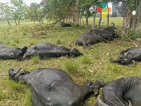 Cable de alta tensión de Pemex, provoca muerte de 20 búfalos en el sur de Veracruz