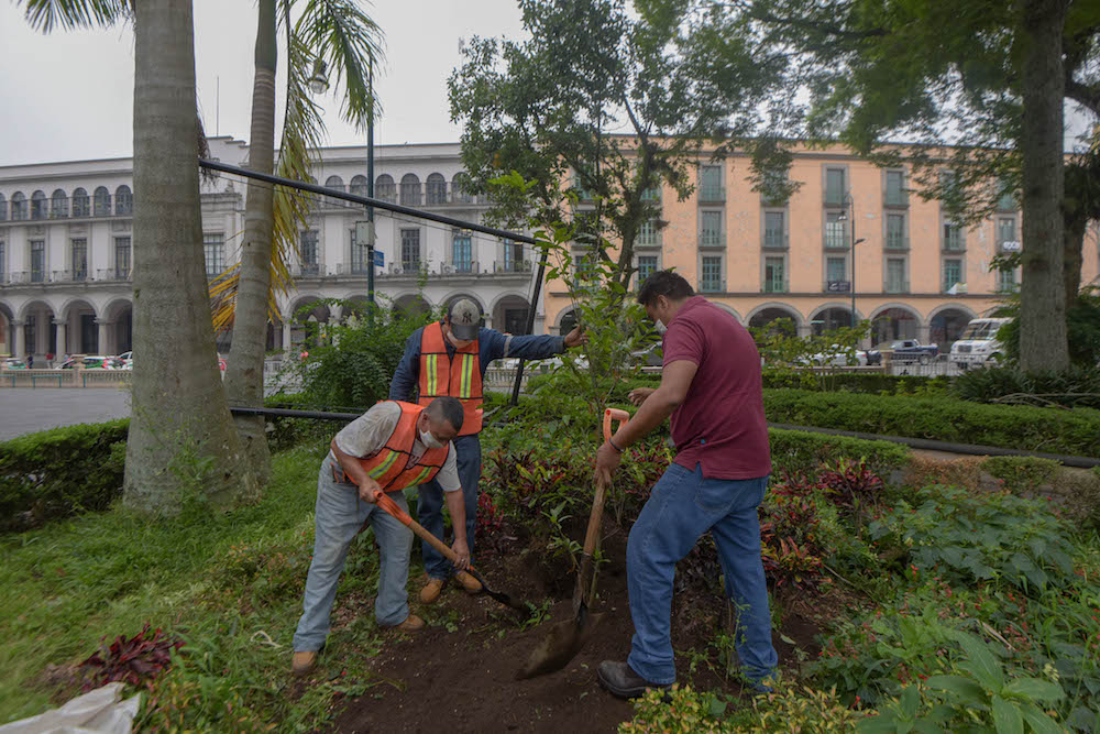 Reforestan espacios públicos para conmemorar el Día Nacional del Árbol