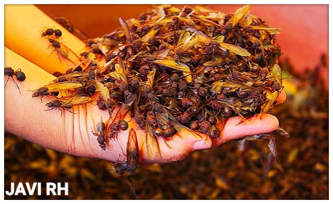 Chicatanas en Huatusco, Ver.