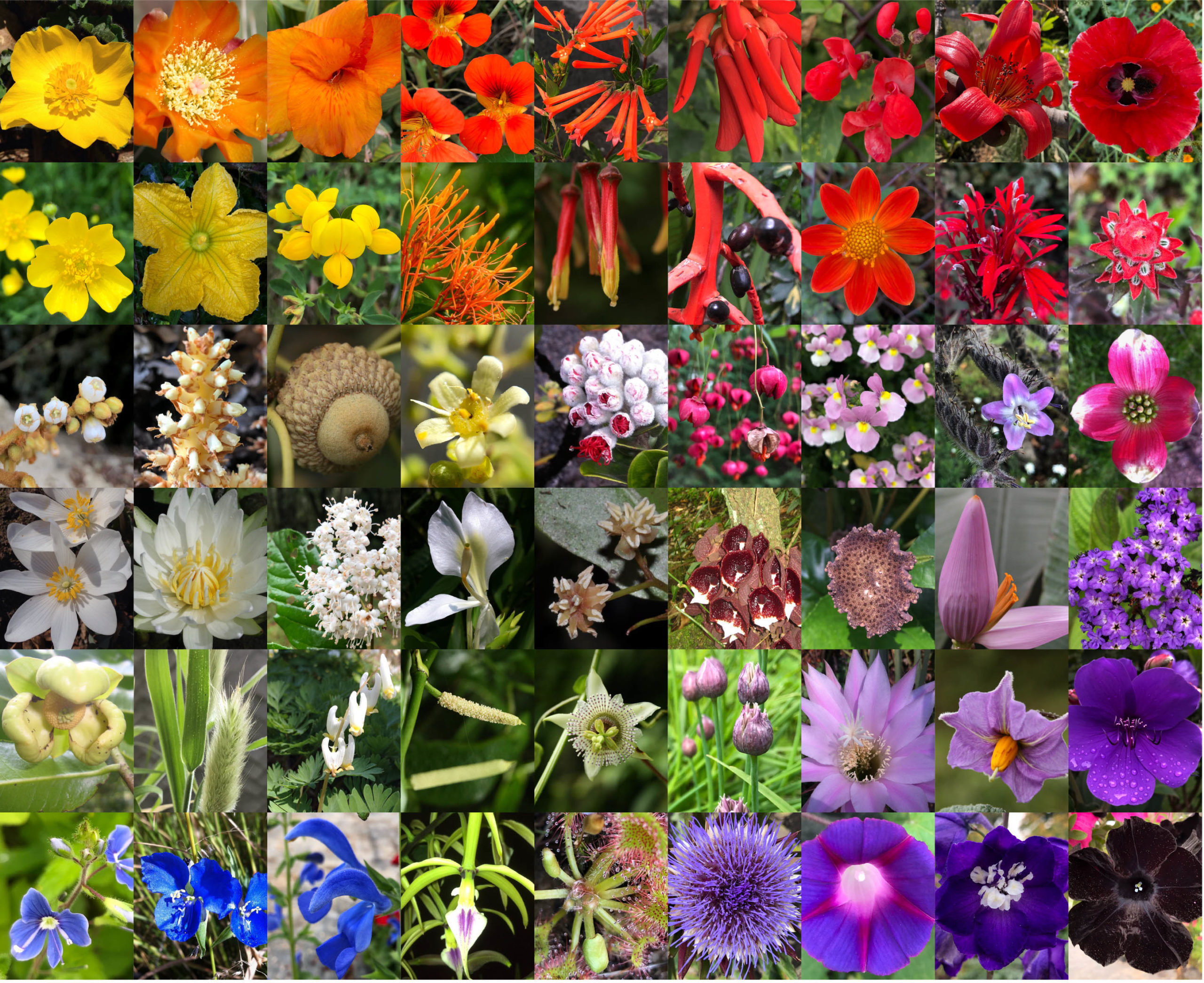 Aparición de las plantas con flor cambió la faz de la Tierra, revela estudio de la UNAM