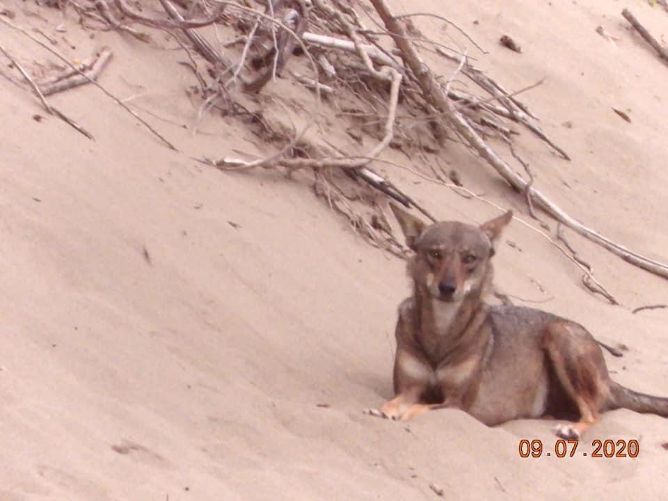 Disminuye número de coyotes localizados en duna de colonia de Coatzacoalcos