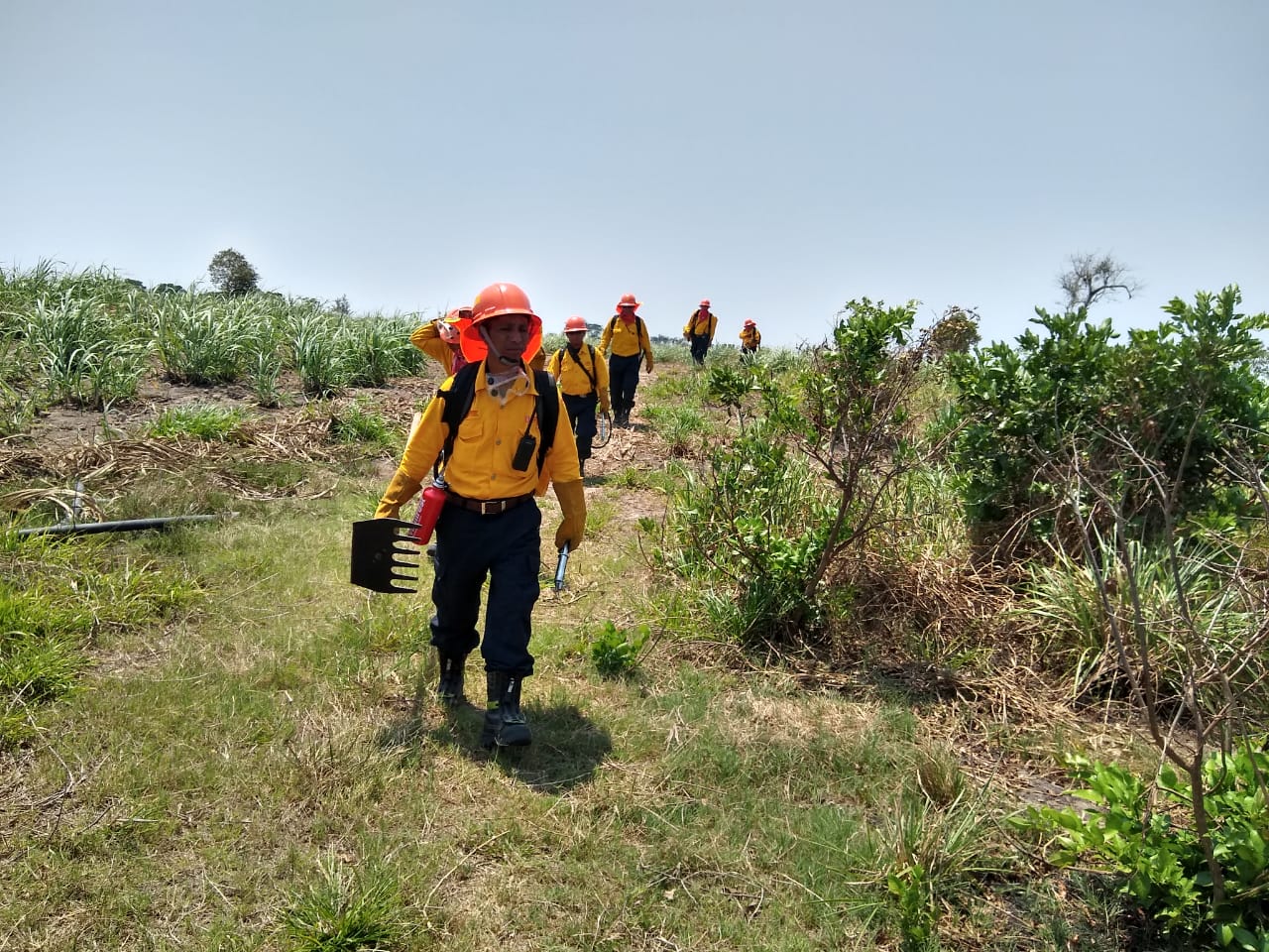 Restaura SEDEMA 500 hectáreas afectadas por incendio en Las Vigas
