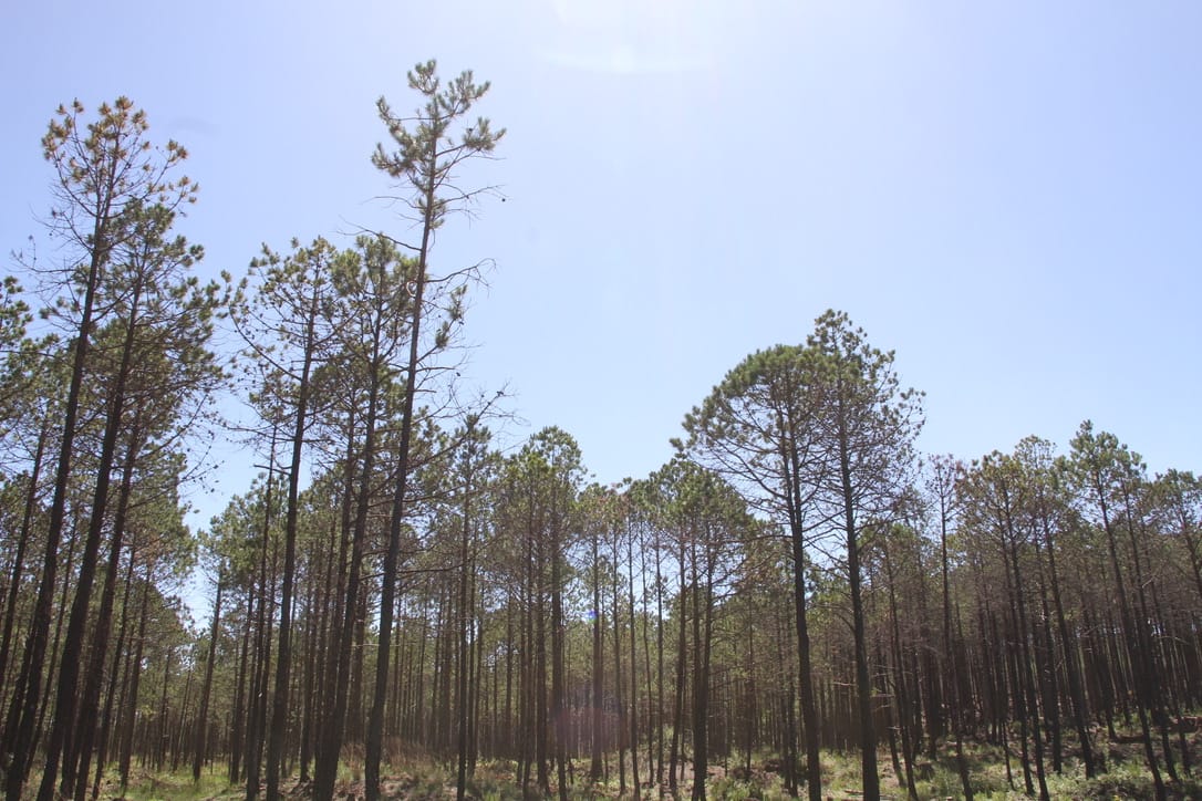 Los tres niveles de gobierno deben trabajar para revertir daños en los bosques de niebla