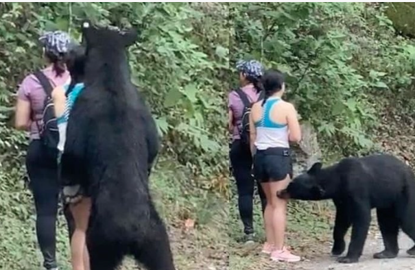 Investigarán el porqué de la castración del oso negro de Nuevo León