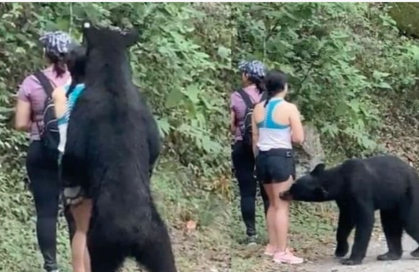 Oso negro será trasladado a zoológico de la AZCARM