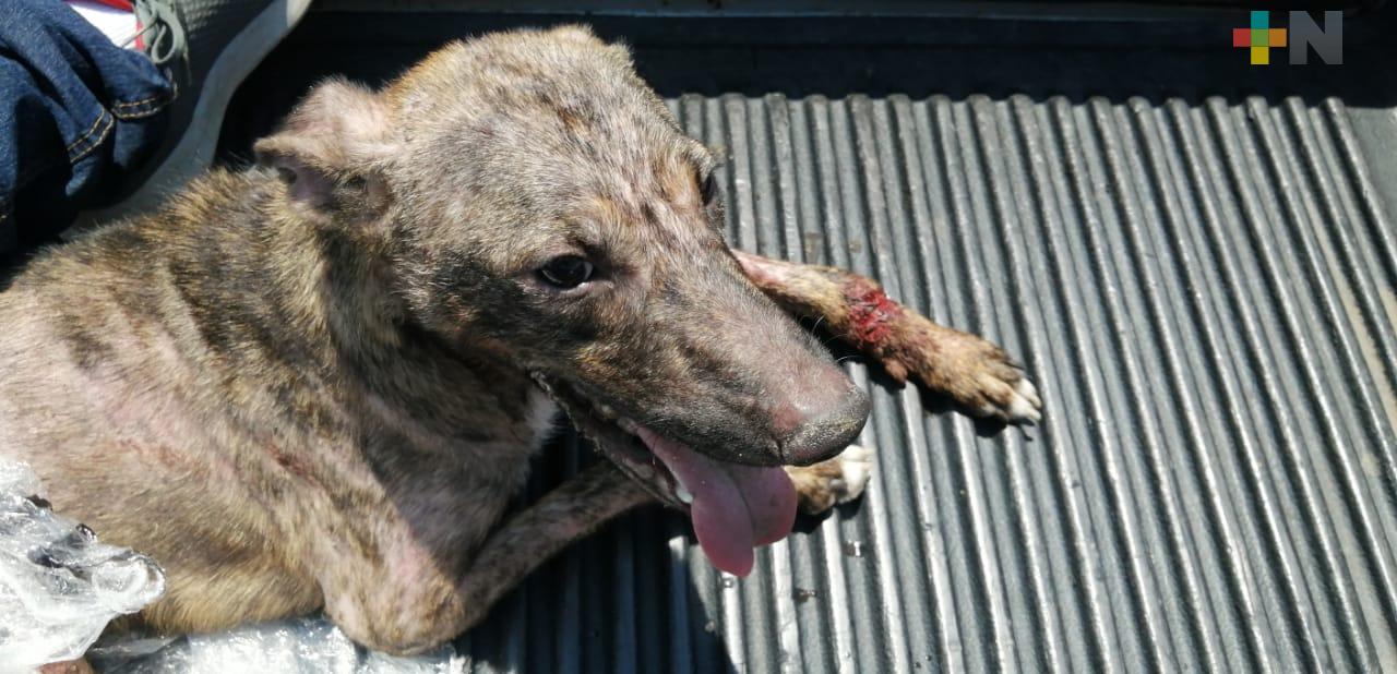 Rescatan a cachorro abandonado en el malecón costero