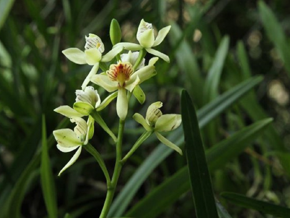 Orquidario UV, referente a nivel internacional