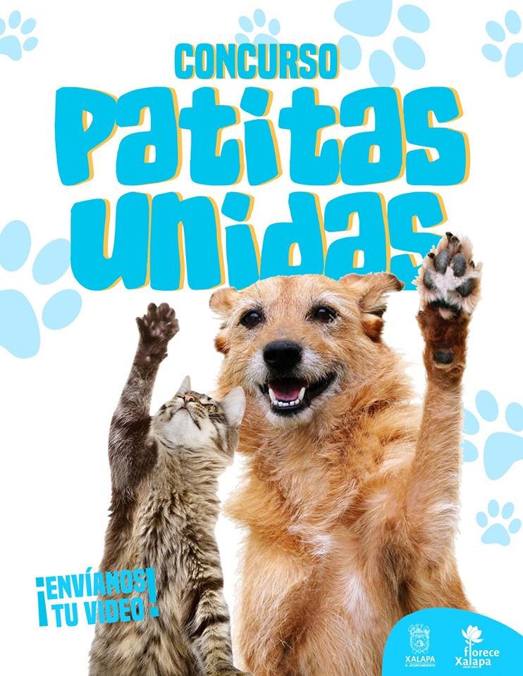 Abren tercera convocatoria de “Patitas Unidas”, para concientizar sobre maltrato animal