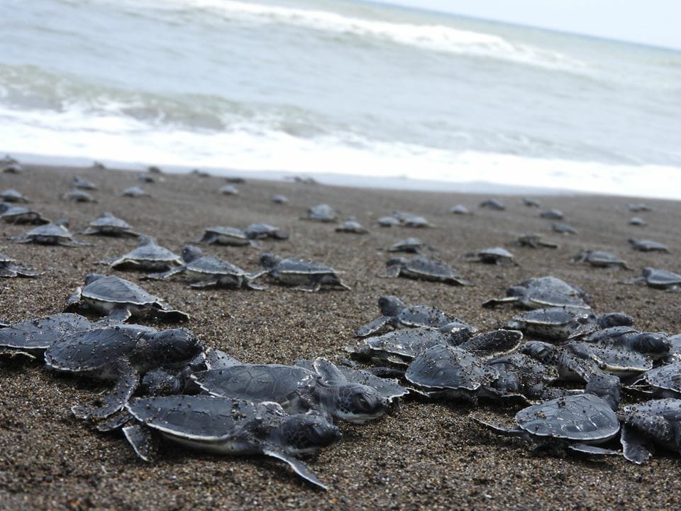 Se prevé proteger a cerca de 40 mil crías de tortuga en Costa Esmeralda